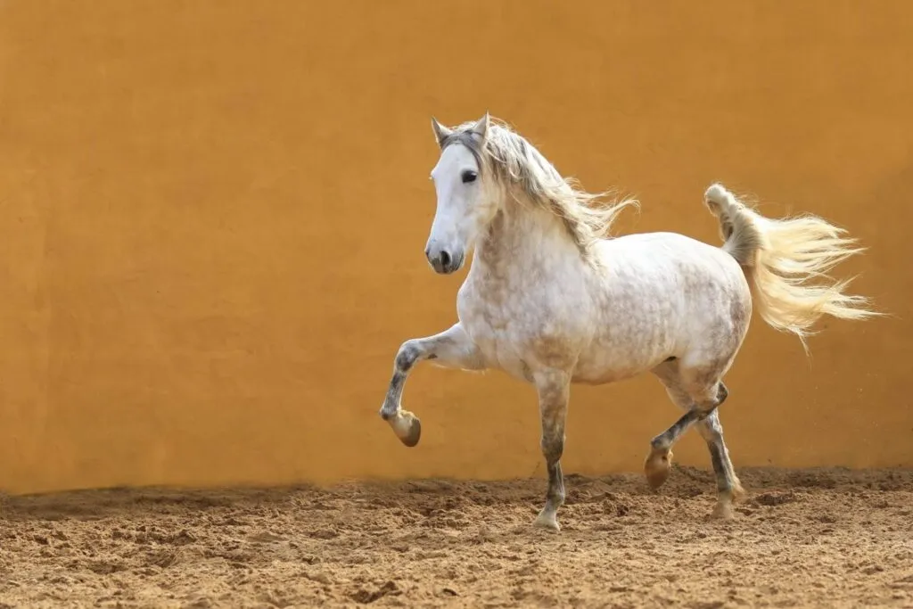 cavalo andaluz_3 cavalo andaluz macho branco em exercícios