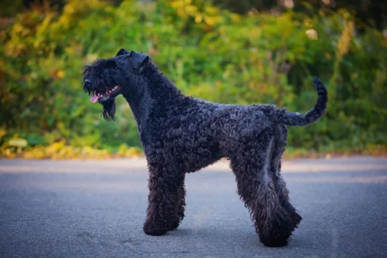 um cão kerry blue terrier na estrada