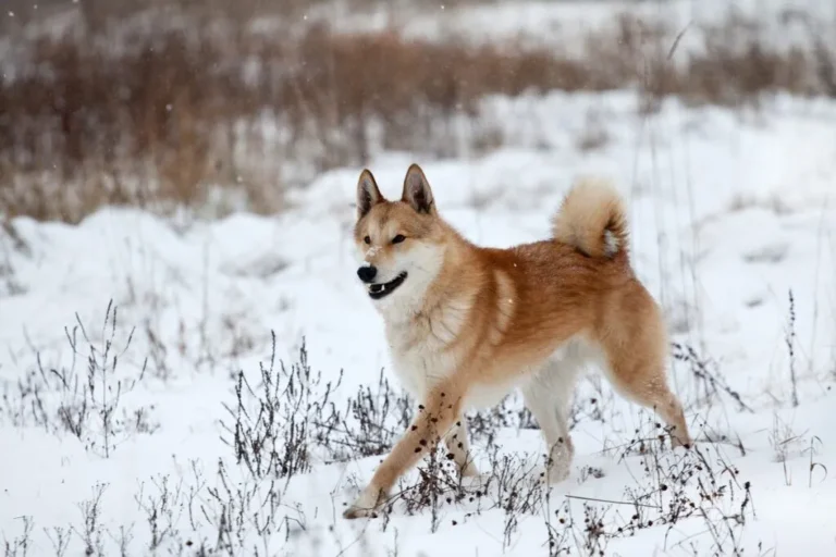 laika da sibéria ocidental a correr na neve