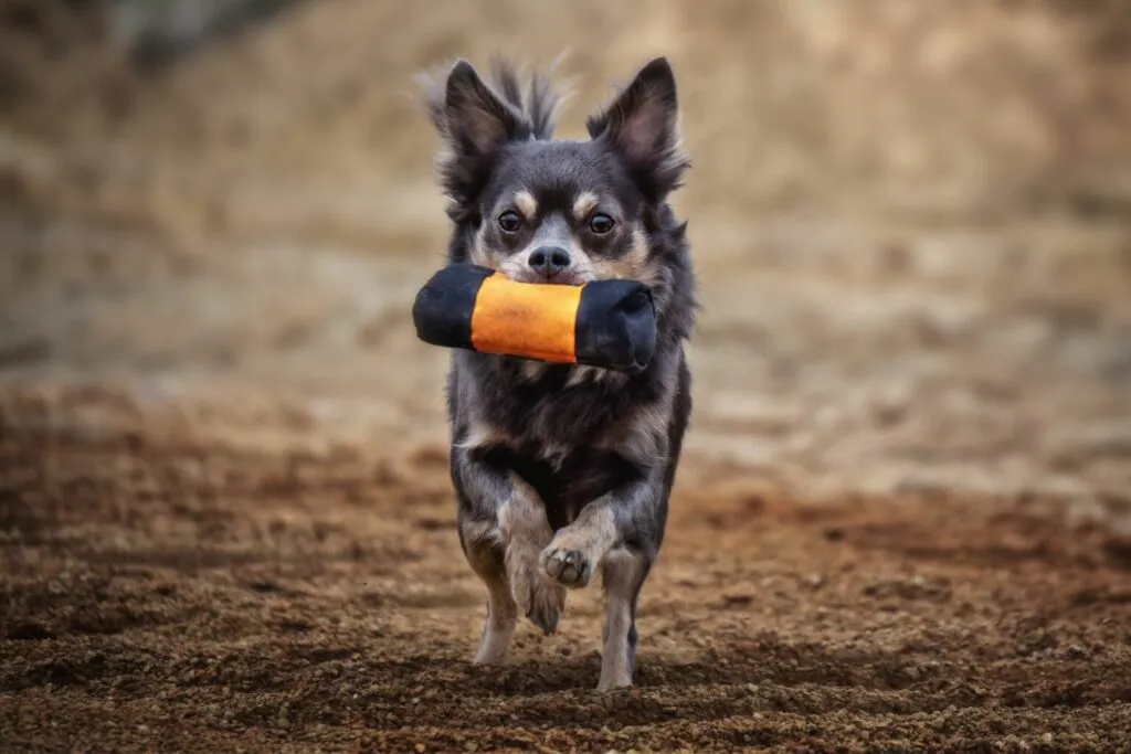 cão pequeno com dummy de treino na boca