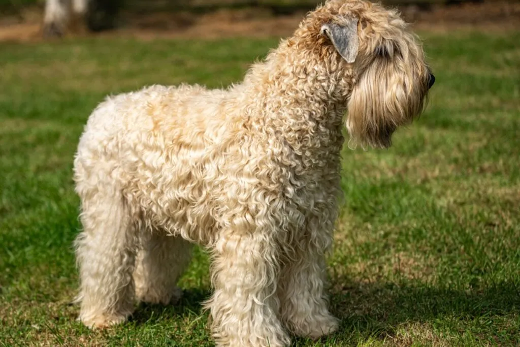 whoodle_2 irish soft coated wheaten terrier num prado