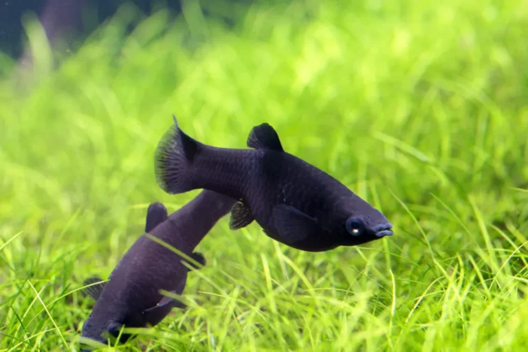 dois peixes molly negro no meio de plantas aquáticas