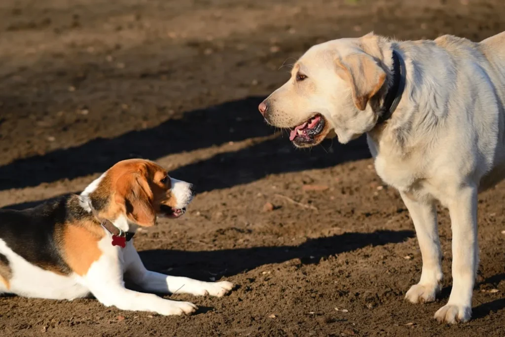 beagle e labrador a olharem um para o outro