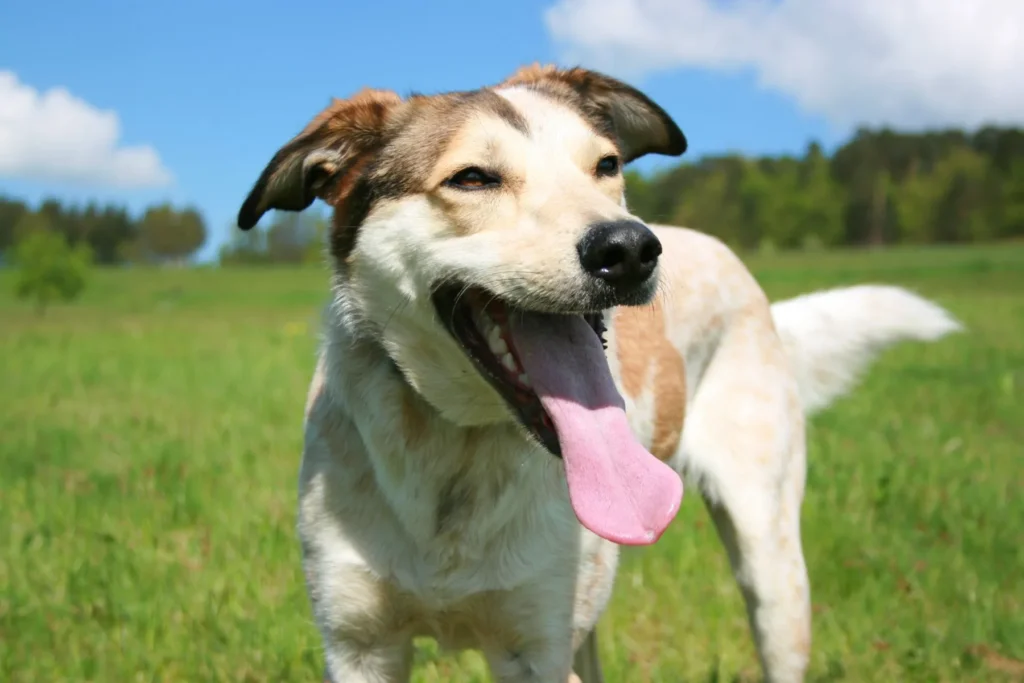 cão com a língua de fora, a arfar, no campo