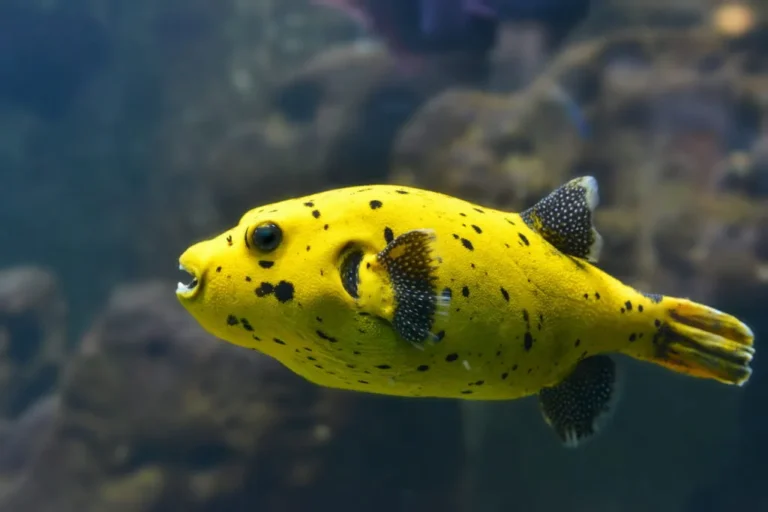 peixe-balão amarelo a nadar