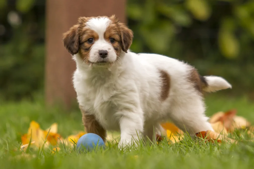 cachorro spaniel holand&ecirc;s com bola de brincar
