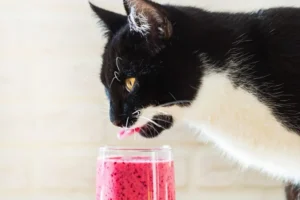Bebidas e batidos para gatos: quatro receitas fáceis para fazer em casa