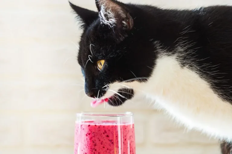 close up de gato com copo de bebida para gatos