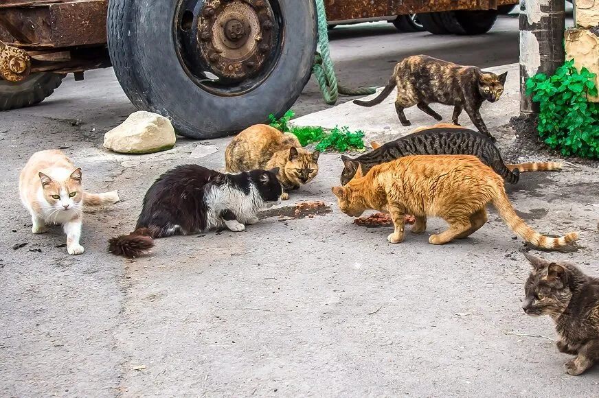 oito gatos de rua junto a carro