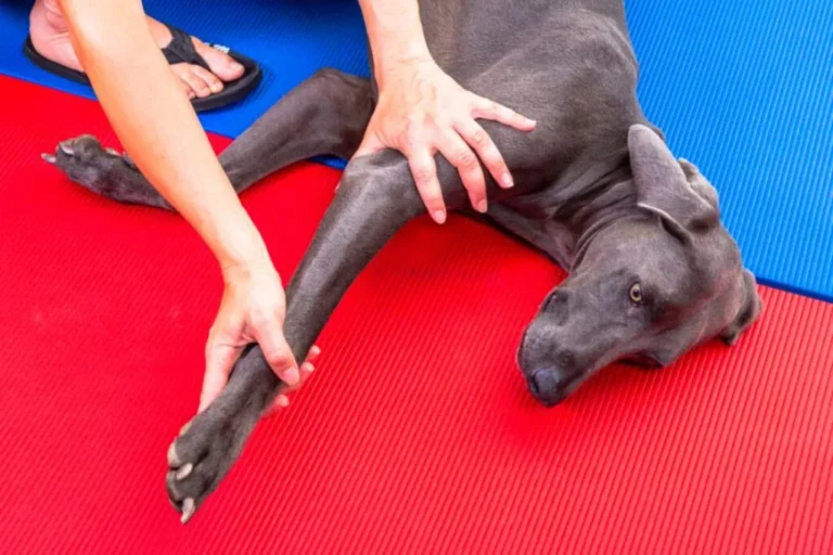 cão deitado de lado a ser manipulado pelo osteopata numa das patas dianteiras