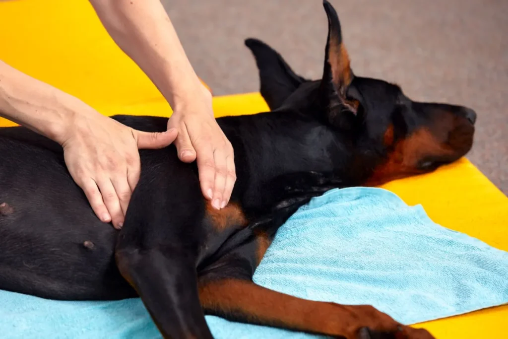 osteopata usa as duas m&atilde;os para fazer press&atilde;o no dorso de um dobermann