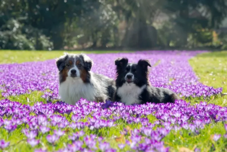 dois cães pastor americano miniatura deitados em jardim de flores roxas