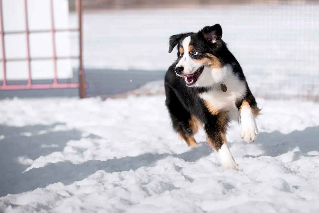 pastor americano miniatura a correr na neve