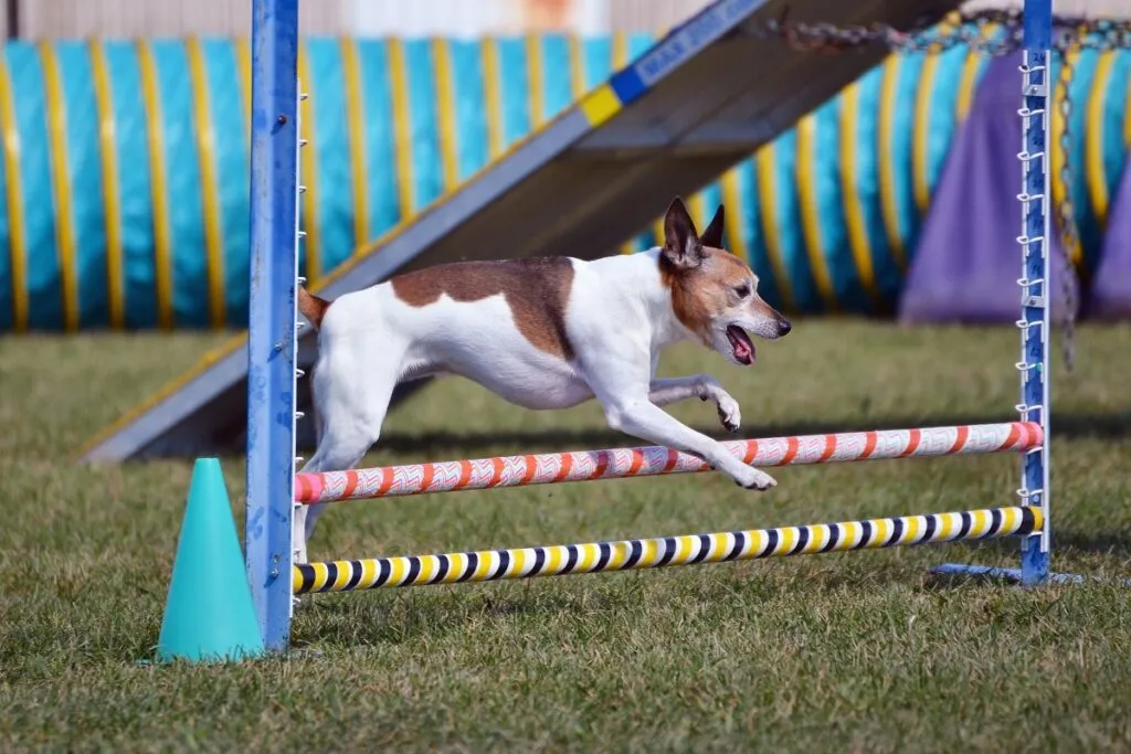 rat terrier num percurso de agility