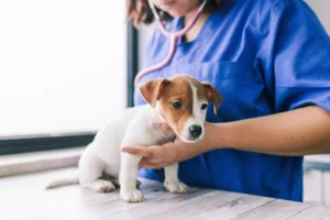 Lombrigas em cães: tudo o que precisa de saber acerca de sintomas e tratamento