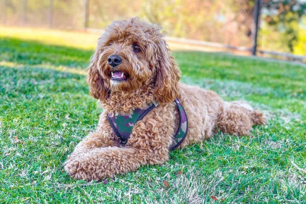 cavapoo castanho deitado num jardim