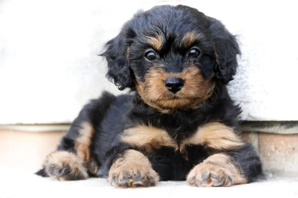 cachorro cavapoo de duas cores encostado a parede