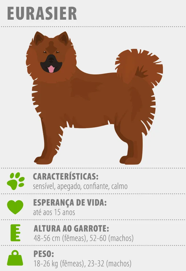 informa&ccedil;&atilde;o gr&aacute;fica acerca da ra&ccedil;a eurasier