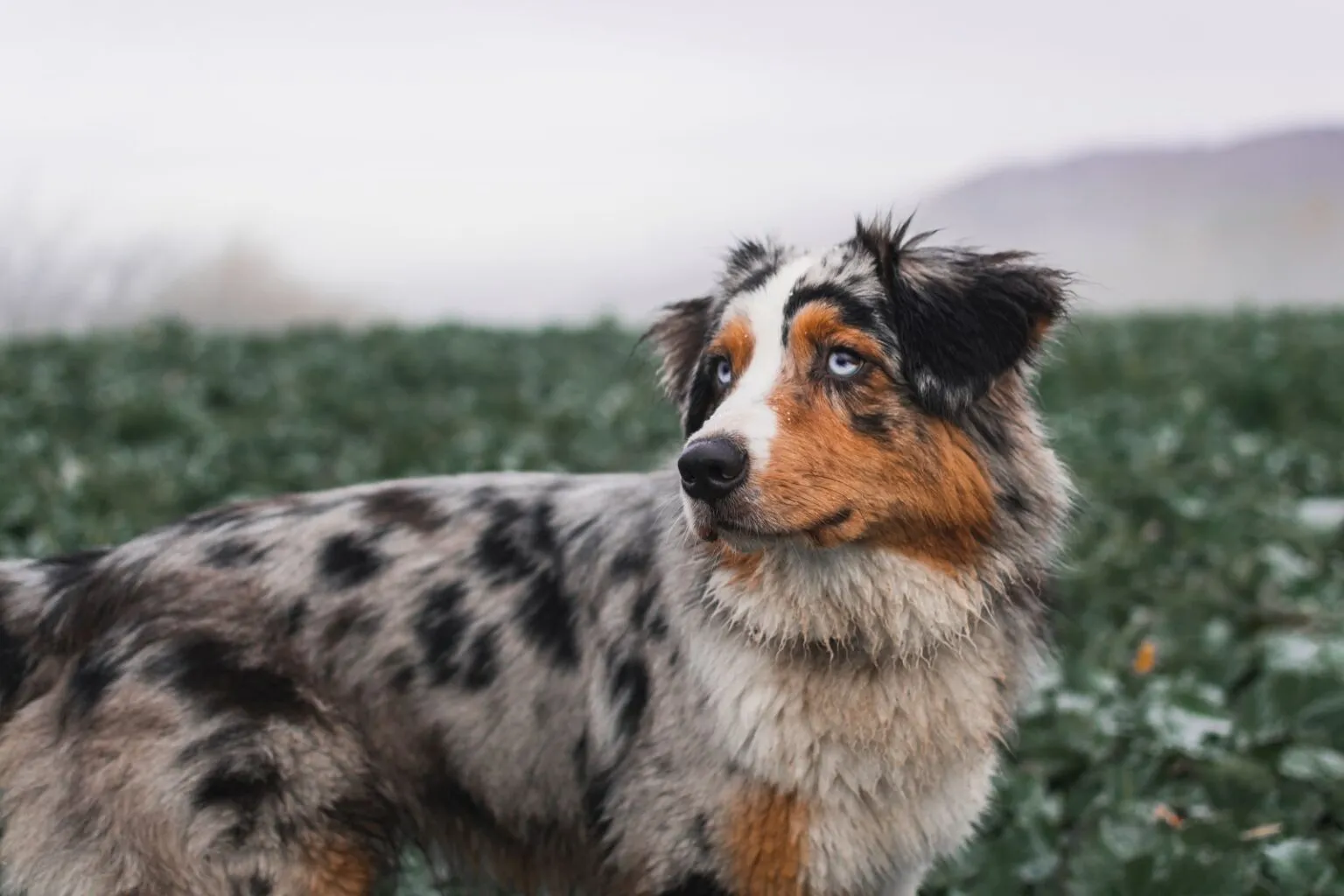 pastor australiano blue merle no campo