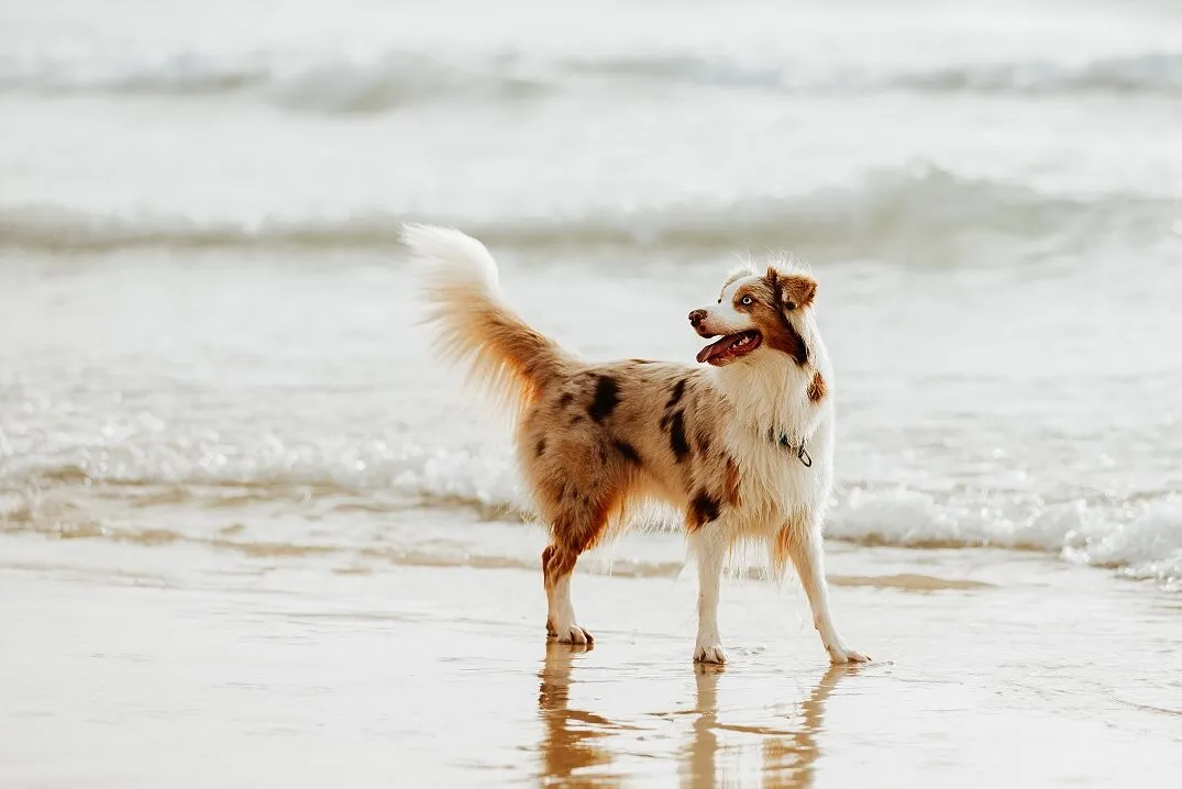 pastor australiano red-merle na praia