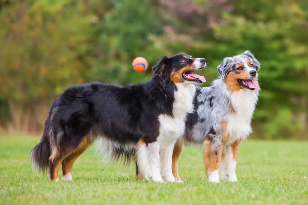 dois pastores australianos um ao lado do outro no jardim, com uma bola